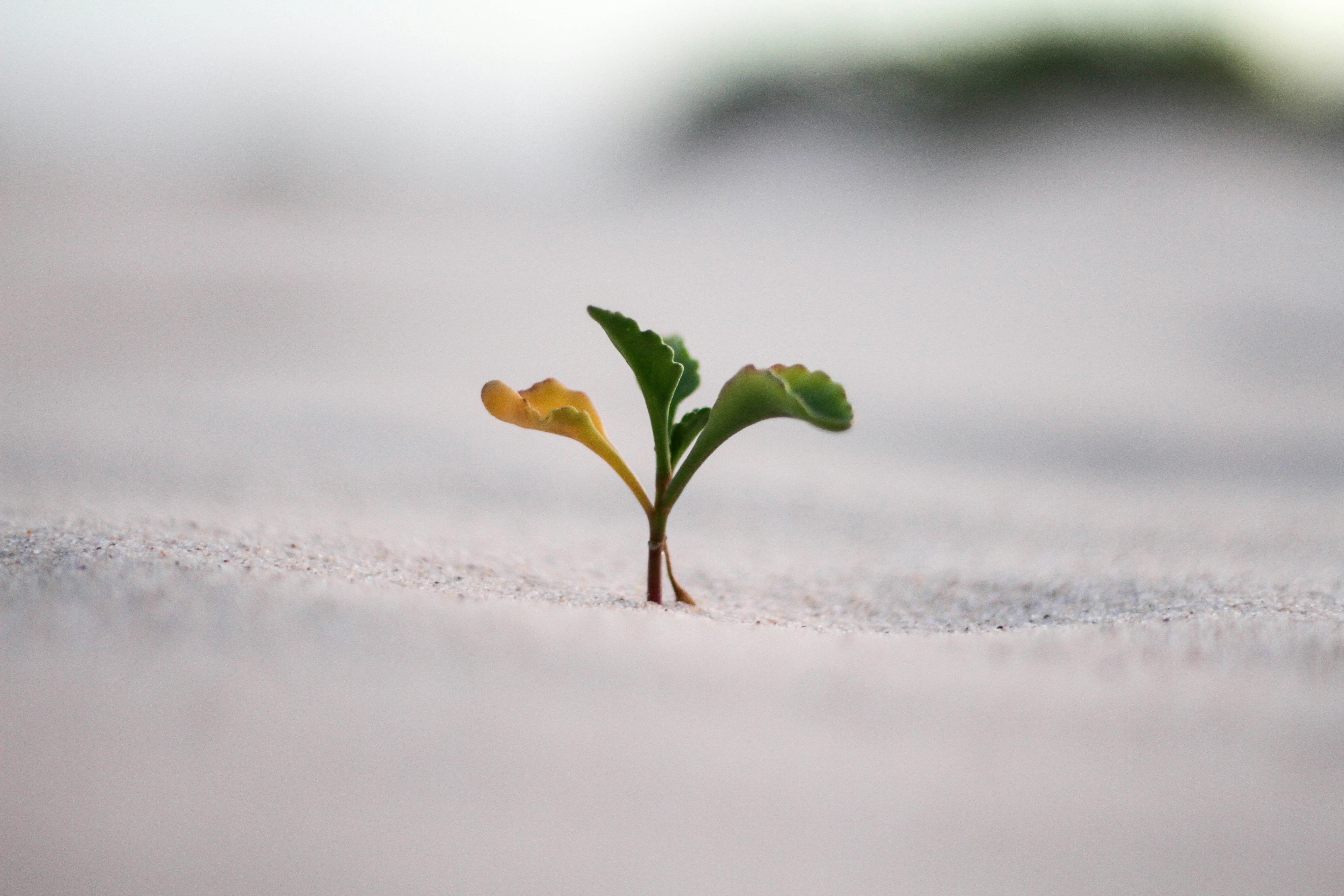 closeup-photography-of-plant-on-ground